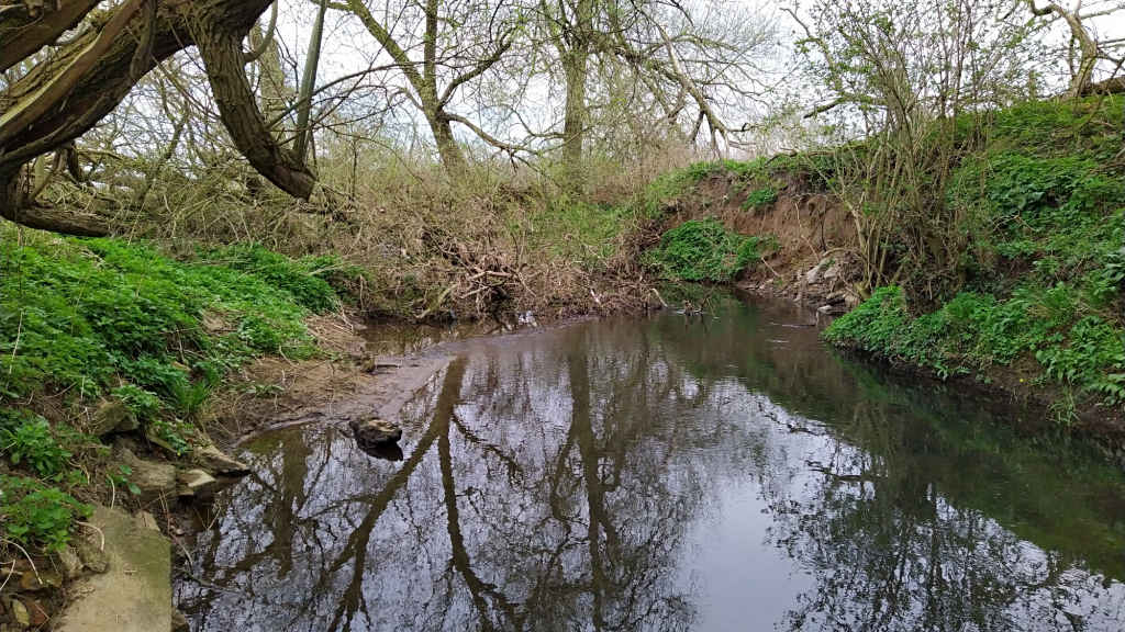 Photo of Woody Debris in the Beck
